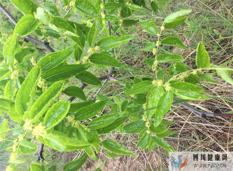 喝枣花蜜的作用与功效红枣蜜的功效与作用(干细胞的作用与功效)(图2)