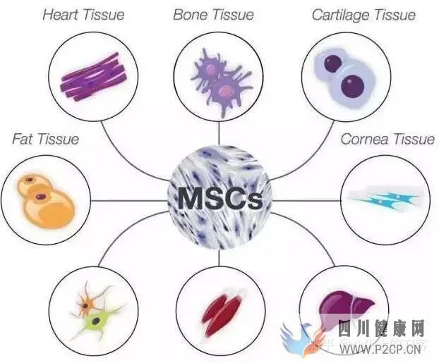 间充质干细胞治疗适应症有哪些(图2)