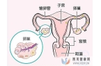 排卵障碍能做试管婴儿吗？成功率多少？(38岁做