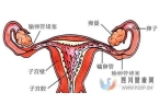 输卵管堵塞可以做试管婴儿吗什么时候检查(女方输