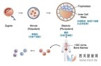 干细胞科普系列之——干细胞分类