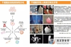 干细胞简介——什么是干细胞