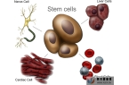 自体干细胞及其四大应用！