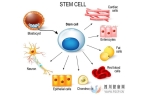 干细胞是如何治疗疾病的