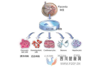 胎盘间充质干细胞三大特性，治疗多种疾病前景广阔